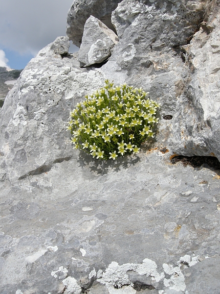 saxifraga exarata / Sassifraga solcata
